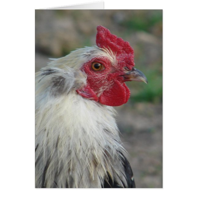 Araucana Rooster Cards (Front)