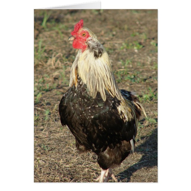 Araucana Rooster Cards (Front)