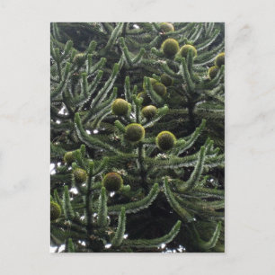 Araucaria araucana female cones - photo Aragon?s Postcard