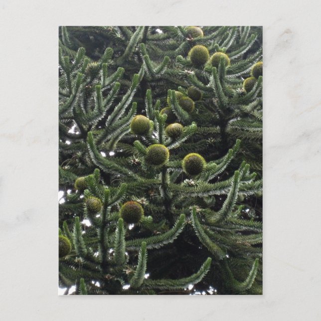 Araucaria araucana female cones - photo Aragon?s   Postcard (Front)