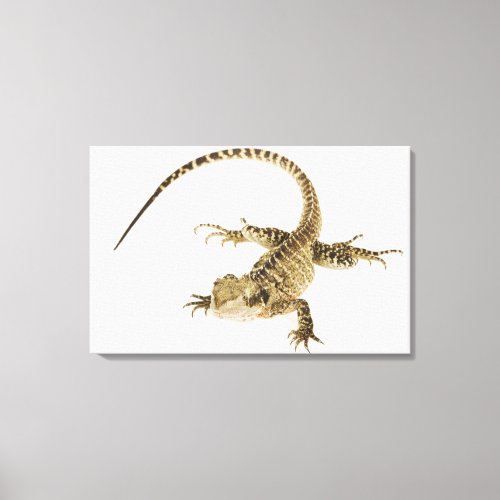Arboreal agamid species native to Eastern 2 Canvas Print