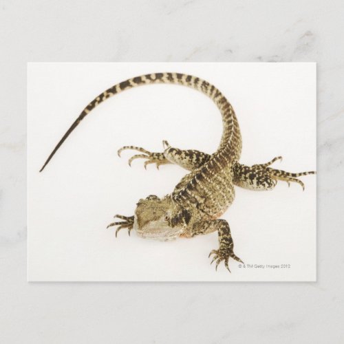 Arboreal agamid species native to Eastern 2 Postcard