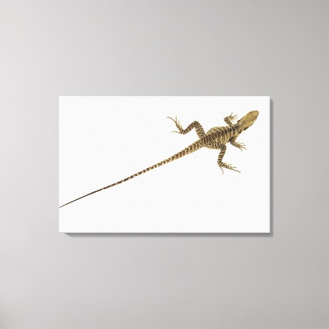 Arboreal agamid species native to Eastern Canvas Print (Front)