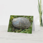 “Arboretum Painted Turtle” Birthday Card