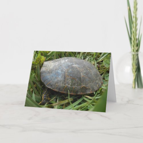 âœArboretum Painted Turtleâ Birthday Card