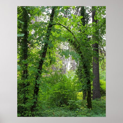 Arch Alder Tree Forest Poster