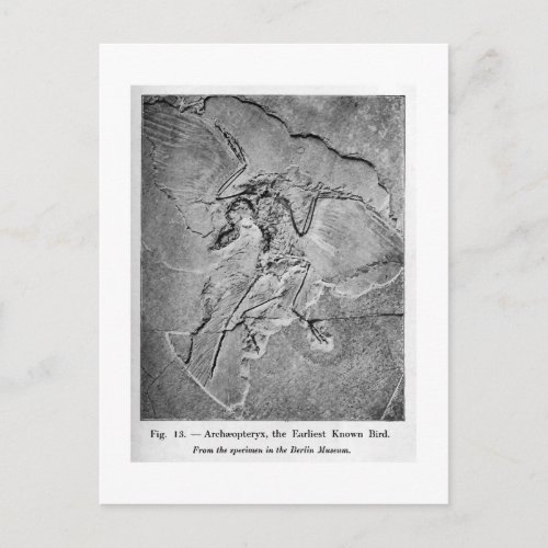 Archaeopteryx art postcard