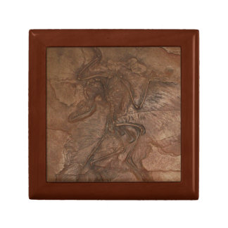 Archaeopteryx fossil - Gift box