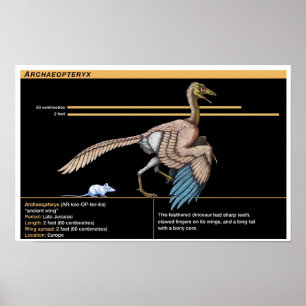 Archaeopteryx - Jurassic Dinosaur Biology Poster