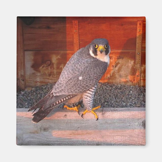 Archer Magnet (Front)