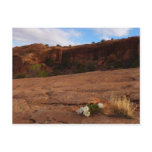 Arches Slickrock and Evening Primrose Landscape Postcard