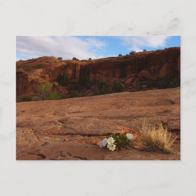 Arches Slickrock and Evening Primrose Landscape Postcard (Front)