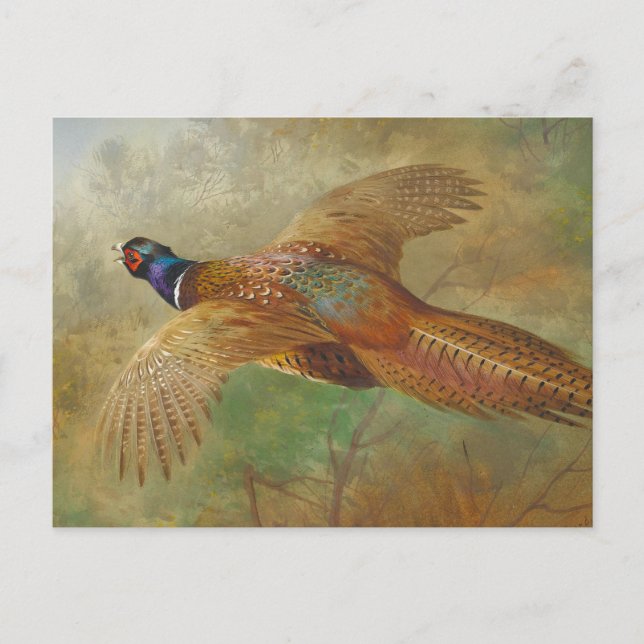 Archibald Thorburn Flying pheasant CC0583 Postcard (Front)