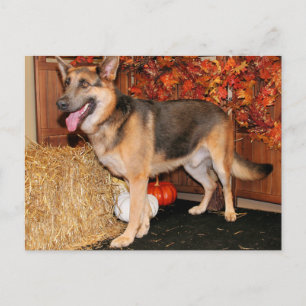Archie - German Shepherd - Nissan Postcard
