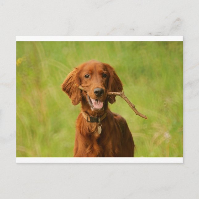 Archie Postcard (Front)