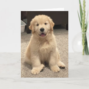 Archie's Adventures Birthday Card