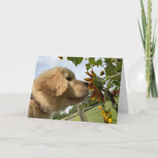 Archie's Adventures Blank Greeting Card