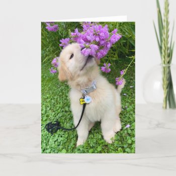 Archie's Adventures Blank Gretting Card 5 by MaddiMomentsbyMAR at Zazzle