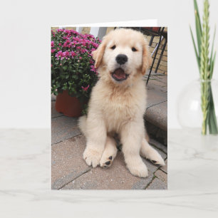 Archie's Adventures Blank Gretting Card 5