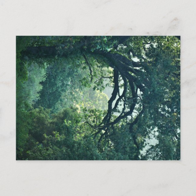 Arching Tree Postcard (Front)