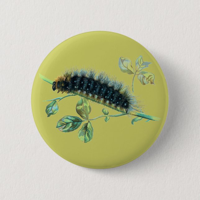 Arctia caja caterpillar button (Front)