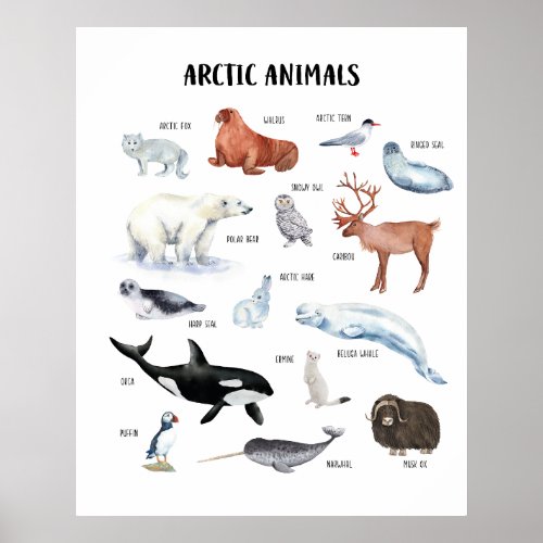 Arctic Animals Educational Classroom Poster