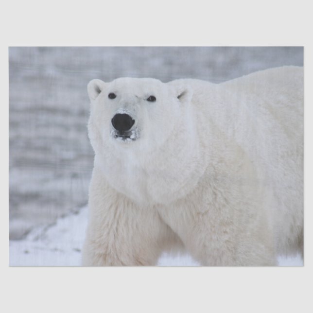 arctic bear tissue paper (Front)