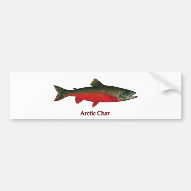 Arctic Char Illustration Bumper Sticker (Front)