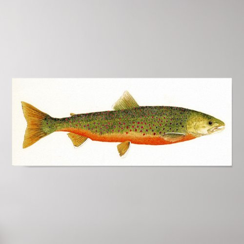 Arctic Char in Spawning Colors Poster