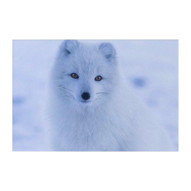 Arctic Fox  Acrylic Print (Front)