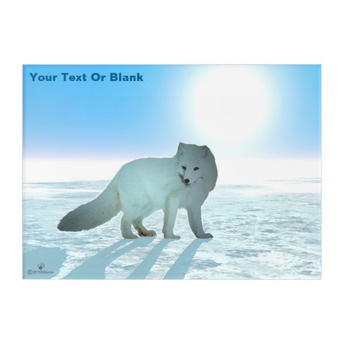 Arctic Fox Acrylic Print