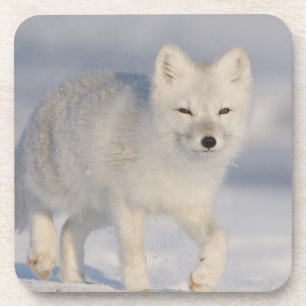 Arctic Fox, Alaska Beverage Coaster