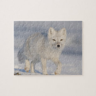 Arctic Fox, Alaska Jigsaw Puzzle
