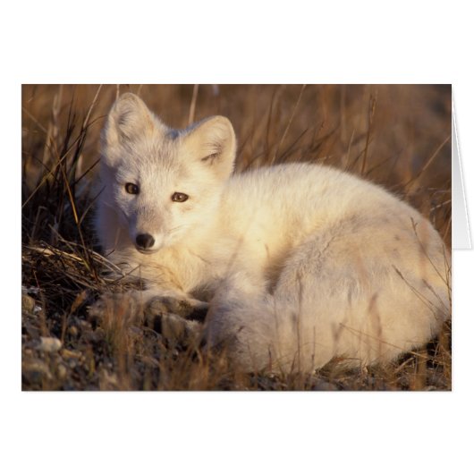 arctic fox, Alopex lagopus (Front Horizontal)