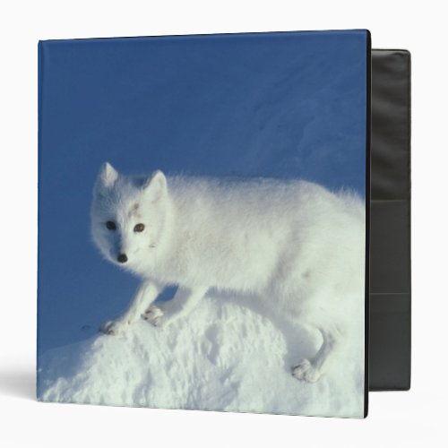 Arctic fox Alopex lagopus An arctic fox in 3 Ring Binder