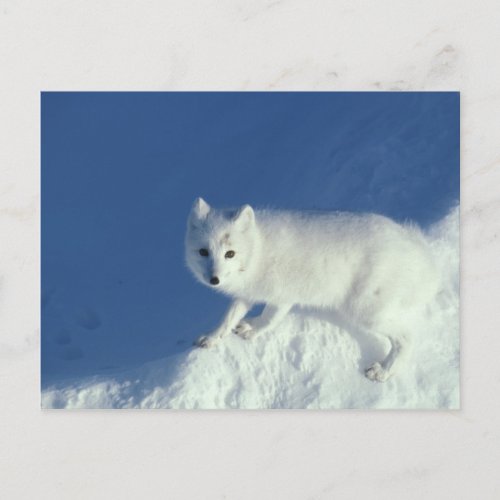 Arctic fox Alopex lagopus An arctic fox in Postcard