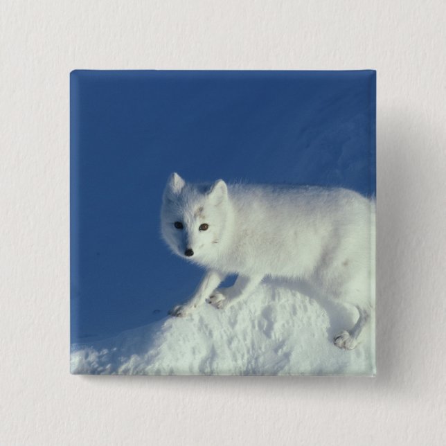 Arctic fox Alopex lagopus) An arctic fox Pinback Button (Front)