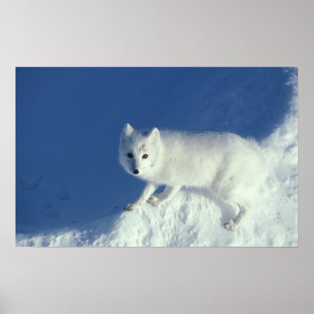Arctic fox Alopex lagopus) An arctic fox Poster (Front)