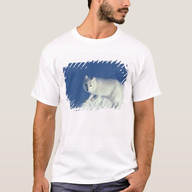 Arctic fox Alopex lagopus) An arctic fox T-Shirt (Front)