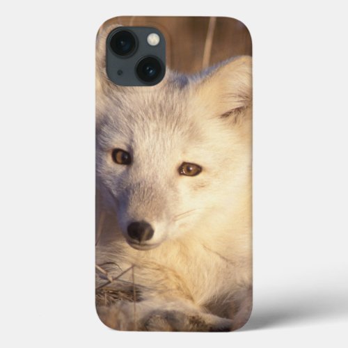 arctic fox Alopex lagopus coat changing from 2 iPhone 13 Case