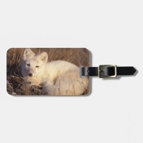 arctic fox Alopex lagopus coat changing from 2 Luggage Tag