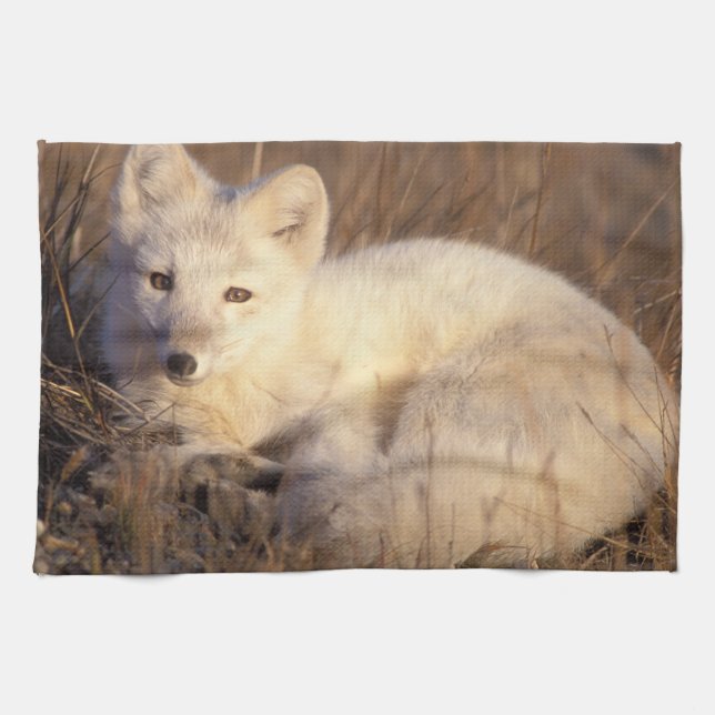 arctic fox, Alopex lagopus Kitchen Towel (Horizontal)