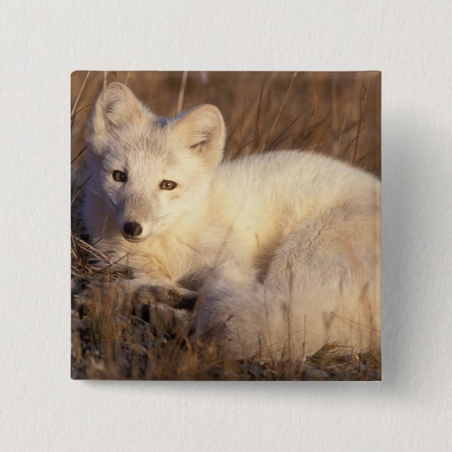 arctic fox, Alopex lagopus Pinback Button (Front)