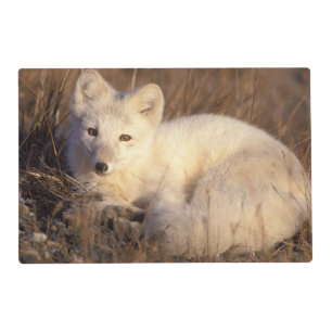 arctic fox, Alopex lagopus Placemat