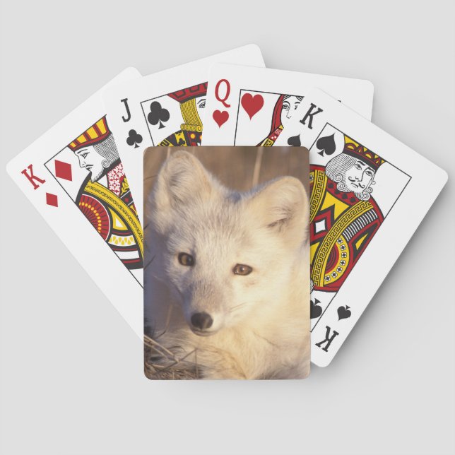 arctic fox, Alopex lagopus Poker Cards (Back)