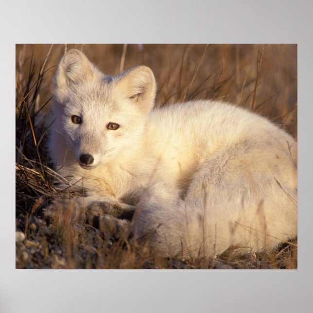 arctic fox, Alopex lagopus Poster (Front)
