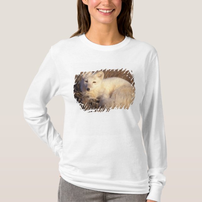arctic fox, Alopex lagopus T-Shirt (Front)