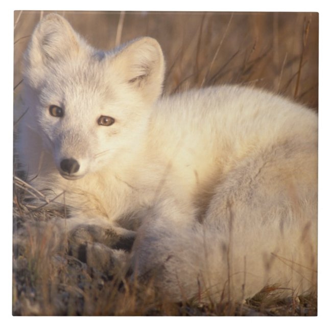 arctic fox, Alopex lagopus Tile (Front)