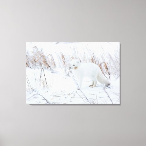 Arctic Fox Canvas Print