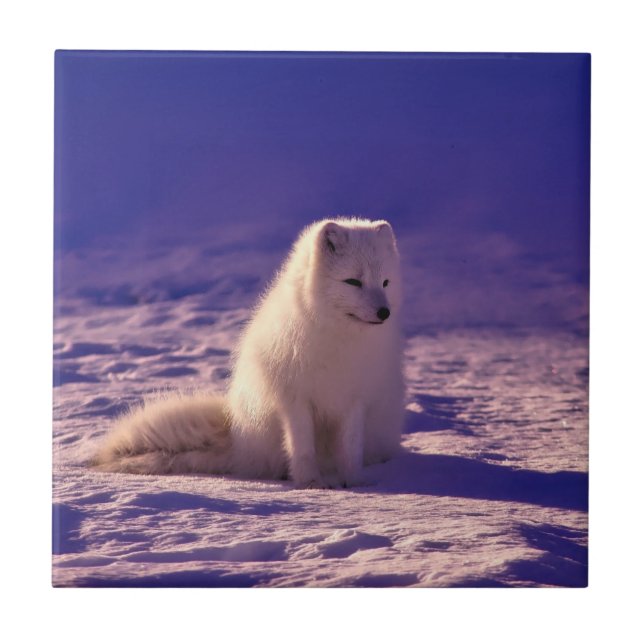 Arctic Fox Ceramic Tile (Front)